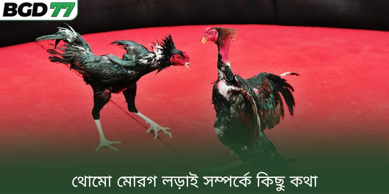 থোমো মোরগ লড়াই সম্পর্কে কিছু কথা