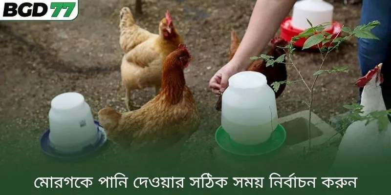 মোরগকে পানি দেওয়ার সঠিক সময় নির্বাচন করুন