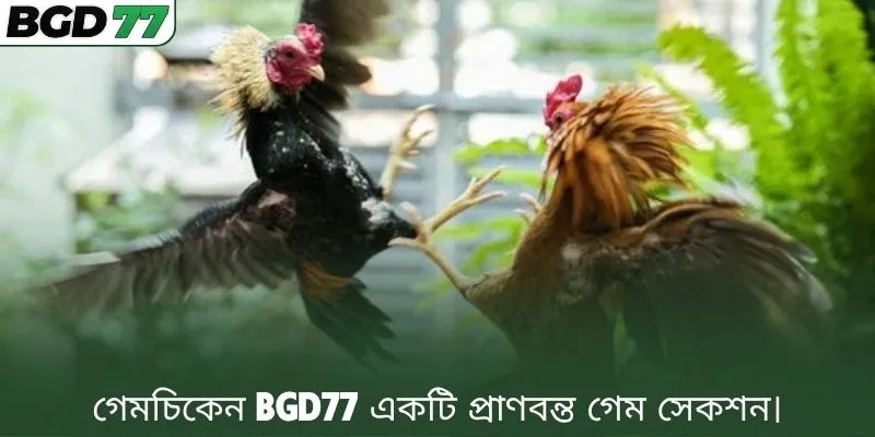 গেমচিকেন BGD77 একটি প্রাণবন্ত গেম সেকশন।
