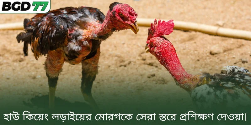 হাউ কিয়েং লড়াইয়ের মোরগকে সেরা স্তরে প্রশিক্ষণ দেওয়া। 