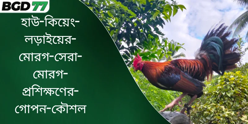 হাউ কিয়েং লড়াইয়ের মোরগ