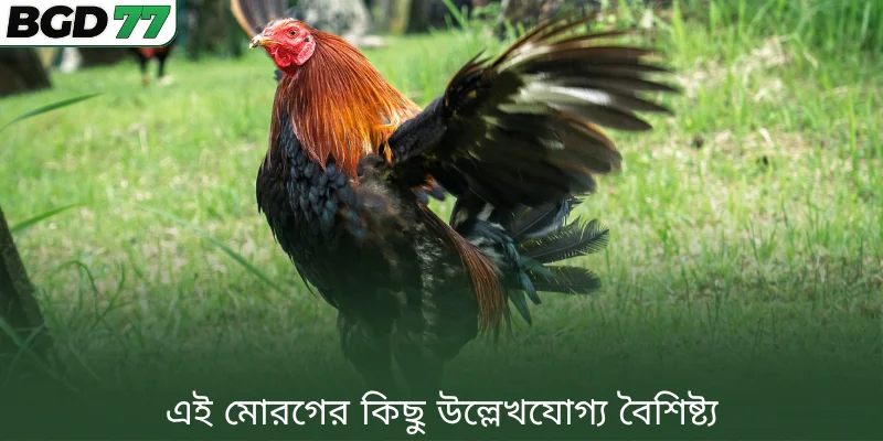 এই মোরগের কিছু উল্লেখযোগ্য বৈশিষ্ট্য