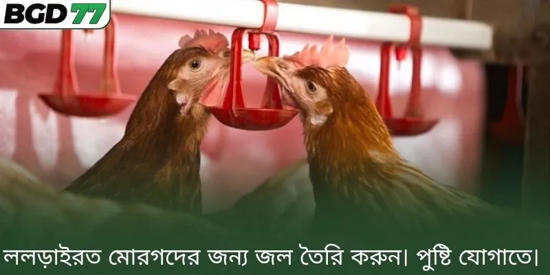 ললড়াইরত মোরগদের জন্য জল তৈরি করুন। পুষ্টি যোগাতে।