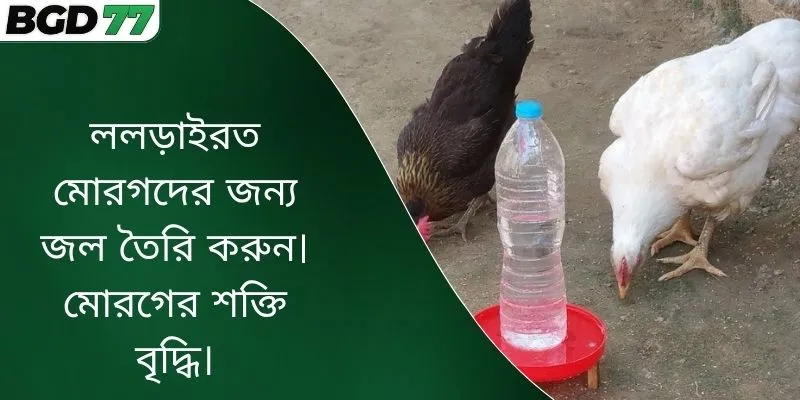 ললড়াইরত মোরগদের জন্য জল তৈরি করুন।
