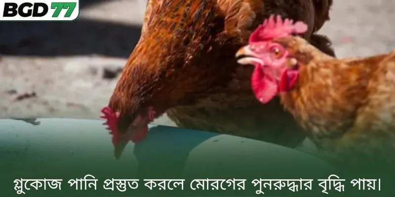 গ্লুকোজ পানি প্রস্তুত করলে মোরগের পুনরুদ্ধার বৃদ্ধি পায়।