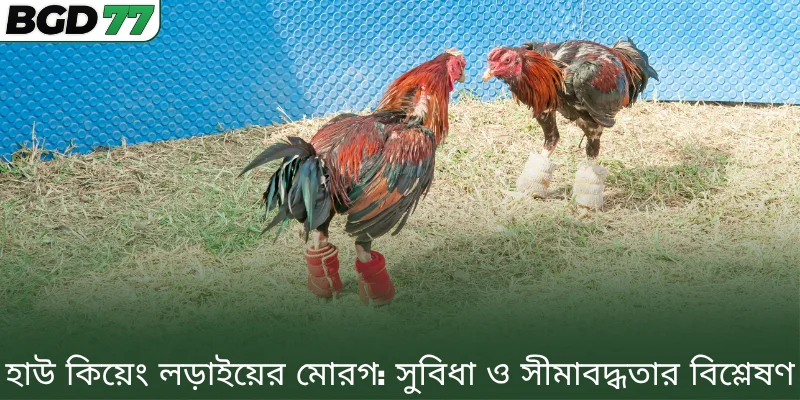 হাউ কিয়েং লড়াইয়ের মোরগ: সুবিধা ও সীমাবদ্ধতার বিশ্লেষণ