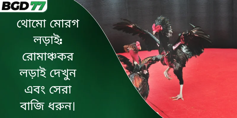 থোমো মোরগ লড়াই