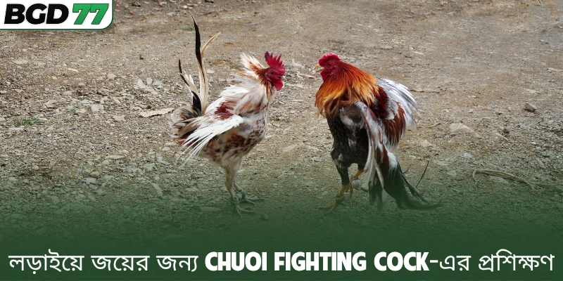 লড়াইয়ে জয়ের জন্য Chuoi Fighting Cock-এর প্রশিক্ষণ