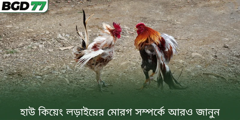 হাউ কিয়েং লড়াইয়ের মোরগ সম্পর্কে আরও জানুন