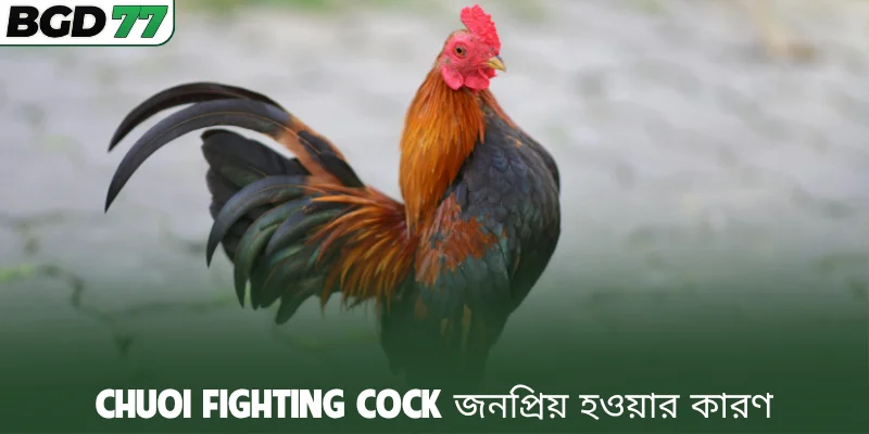 Chuoi Fighting Cock জনপ্রিয় হওয়ার কারণ